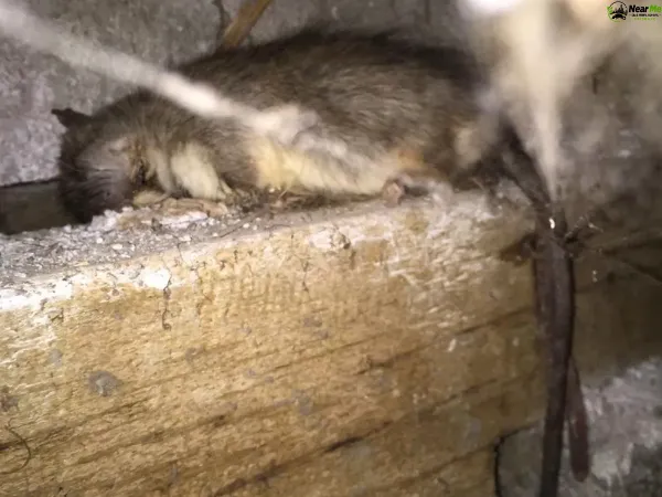 Dead Rat Removal Gleneagle